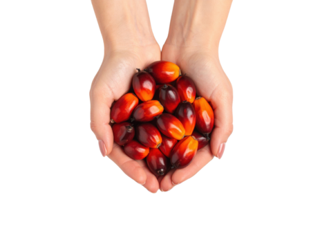 Fresh palm oil fruits held in cupped hands showing vibrant red and orange drupes from oil palm harvest