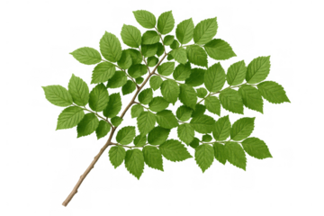 Verdant green foliage growing densely on slender branch, transparent backdrop enabling effortless graphic design integration