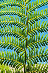 Tree Fern, isolated closeup detail of the stem and leaf structure, backlit with a blue sky background, Australia_20101219_0598.