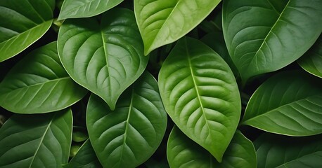 Obraz premium Flat Lay Organic Green Leaves