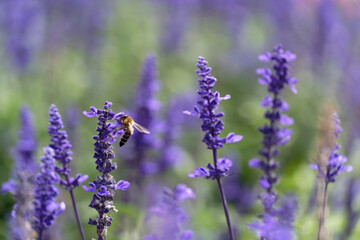 Honey bee on lavender flowers in the garden