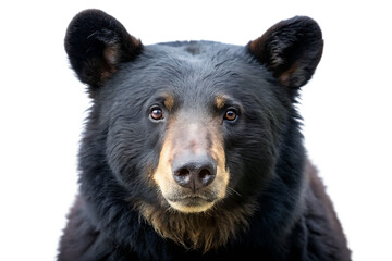  american black bear isolated on white background PNG , AI GENERATED © Hridoy