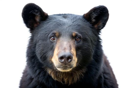  american black bear isolated on white background PNG , AI GENERATED