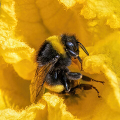 bumblebee in a yellow zucchini flower