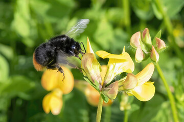 bourdon en vol sur une fleur de lupin