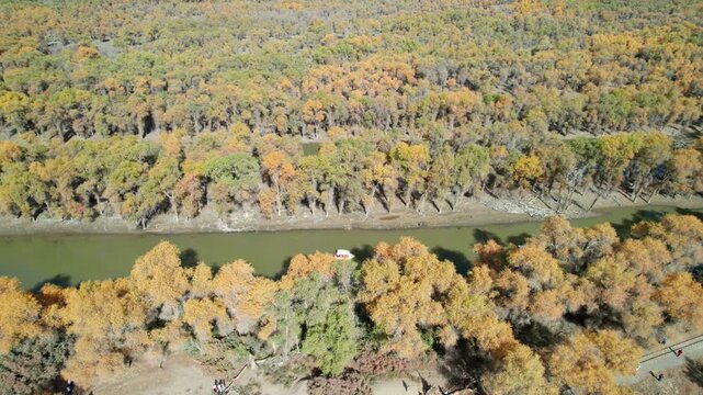 Drone view of golden populus euphratica forest in Gobi desert on sunny autumn day in Tarim Poplar Forest park, Taklamakan Desert, Xinjiang, China, 4k real time high angle view footage, travel concept.
