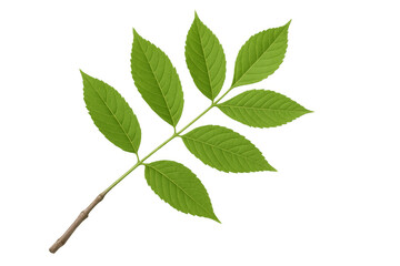 Obraz premium Green ash branch with five vibrant leaves isolated on a transparent background, perfect for nature-themed designs