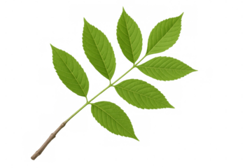 Green ash branch with five vibrant leaves isolated on a transparent background, perfect for nature-themed designs