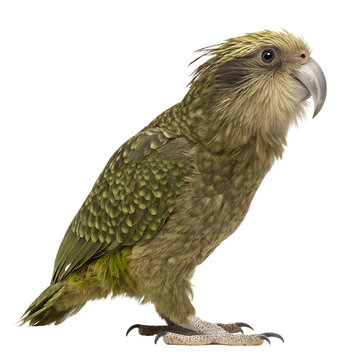 A close-up of a Kakapo parrot, showcasing its unique green plumage and distinctive facial features. The bird stands on a flat surface against a black background.