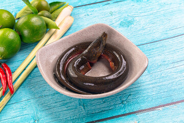 Fresh raw gourmet eel fish