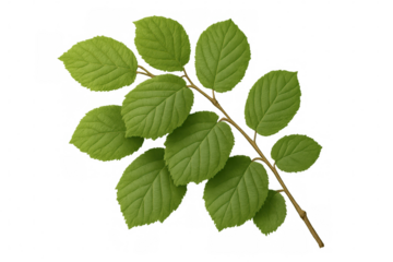 Green foliage growing on slender branch, translucent backdrop enabling effortless digital composition and graphic design integration