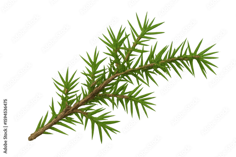 Poster juniper branch displaying vivid green needles, rendered precisely, floating against transparent back