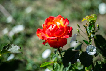 Blooming roses in Elista
