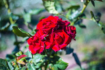 Blooming roses in Elista