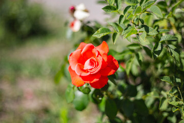 Blooming roses in Elista