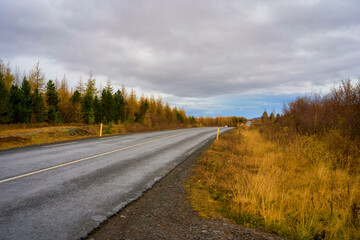 Beautiful straight road of the iceland with autumn trees on a cloudy day , Roadtrip for travel in iceland.