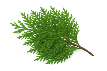 Green botanical leaves branching outward, transparent backdrop highlighting crisp organic textures for design and graphic projects