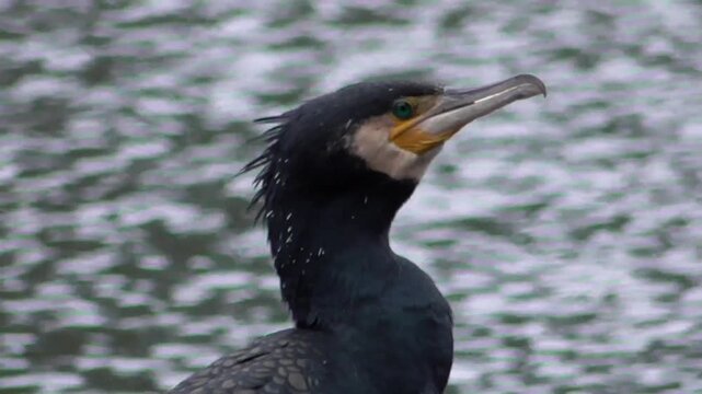 Great Cormorant (Phalacrocorax carbo) - Close-up Head Shot of Bird Digesting a Fish & Shaking its Head
