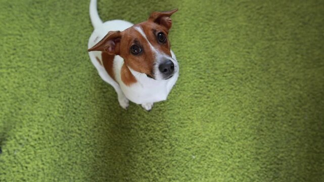 Puppy Jack russell terrier sitting on a carpet and  looking up.