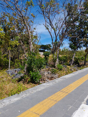 A sunlit pedestrian pathway with a textured yellow tactile paving line runs alongside a dry forest area filled with leafless trees and sparse vegetation under a clear blue sky