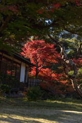 A burst of autumn red lights up a serene garden beside a traditional Japanese house, framed by twisted trees and soft sunlight. Koishikawa Kourakuen, Tokyo