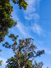 Clear blue sky with delicate white clouds and green tropical trees framing the scene, captured on a sunny afternoon