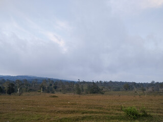 Wide natural field with dry grass stretching toward a dense forest and low hill, under a dramatic cloudy sky, creating a serene and earthy landscape