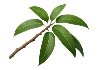 Vivid mango branch displaying verdant leaves, floating against transparent backdrop, highlighting botanical freshness