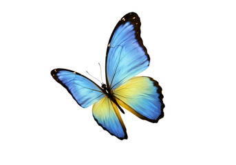 Blue Morpho Butterfly in Flight