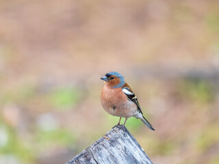 Common chaffinch, Fringilla coelebs, sits on a tree. Common chaffinch in wildlife.