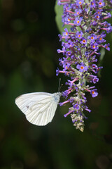 a close up of a small white butterfly, Pieris rapae, on a buddleia, butterfly bush. The insect is also known as a cabbage white. Take against a dark background with space for text