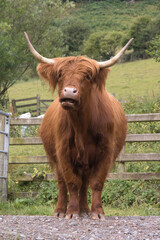 a close up portrait of a brown highland cow, Bos taurus taurus, with large horns.Highland cows are a Scottish breed of rustic cattle.