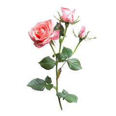 Close-up of a delicate pink rose stem with multiple blossoms and buds