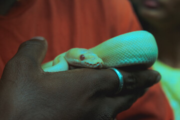 Close-up of a person's hand gently holding a pale albino python in India; intimate composition...