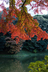 japanese autumn of beautiful colored leaves. Koishikawa Kourakuen, Tokyo