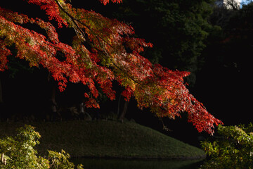 japanese autumn of beautiful colored leaves. Koishikawa Kourakuen, Tokyo