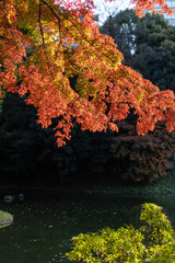 japanese autumn of beautiful colored leaves. Koishikawa Kourakuen, Tokyo