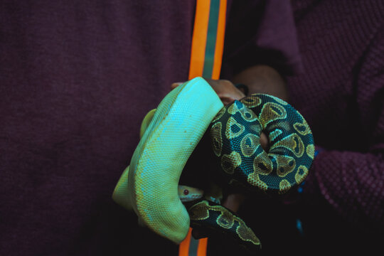 Close-up of two ball pythons, one albino and one patterned, held gently by a person in India. Dark background emphasizes the snakes' vibrant colors.