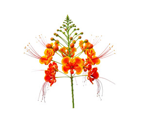 Royal Poinciana Blossom, Flamboyant Flower Detail, Vivid Orange and Red Petals, Delicate Texture, Isolated Floral Element, Detailed Cutout on Transparent Background
