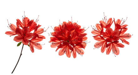 Three Red Azalea Flower Blossoms, Floral Elements with Detailed Texture, Isolated Cutout of Spring Blooms, Orange-Red Tone, Transparent Background