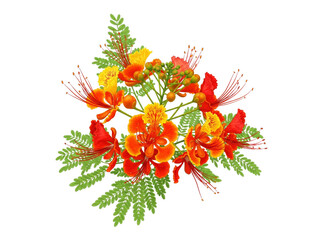 Royal Poinciana Flamboyant Blossom, Bright Red Orange Yellow Floral, Isolated Element on Transparent Background