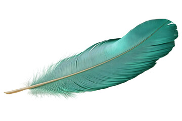 Beautiful teal feather with intricate barbs isolated on transparent background