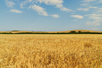 Expansive wheat field under a clear blue sky showcasing natural agricultural beauty. Copy space background.