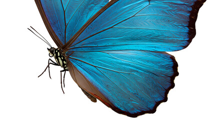 Vibrant Blue Morpho Butterfly A Study in Wing Texture and Color