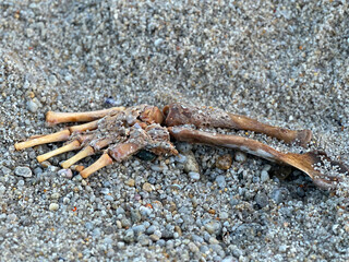 Close-Up of a Californian Sea Lion(Zalophus californianus) or Harbor Seal (Phoca vitulina) Front Flipper Bones Washed Ashore in Pacific Grove California During King Tides