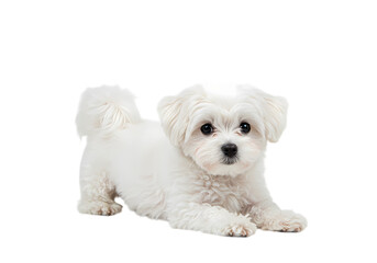 A Fluffy White Maltese Puppy