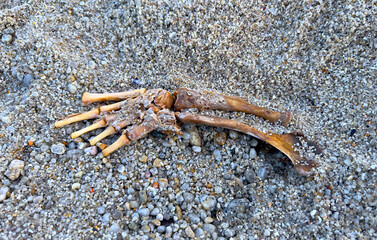 Close-Up of a Californian Sea Lion(Zalophus californianus) or Harbor Seal (Phoca vitulina) Front Flipper Bones Washed Ashore in Pacific Grove California During King Tides
