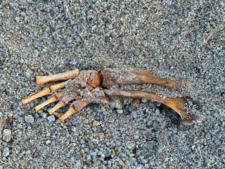 Close-Up of a Californian Sea Lion(Zalophus californianus) or Harbor Seal (Phoca vitulina) Front Flipper Bones Washed Ashore in Pacific Grove California During King Tides