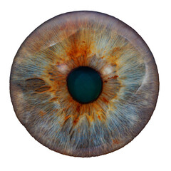 eye iris