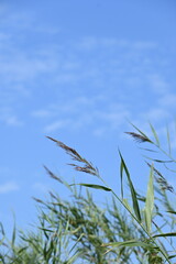 grass and blue sky